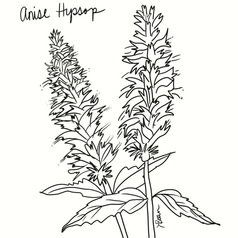 Anise Hyssop