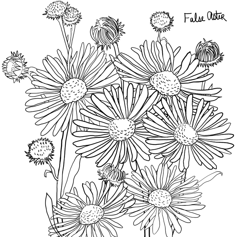 False Aster