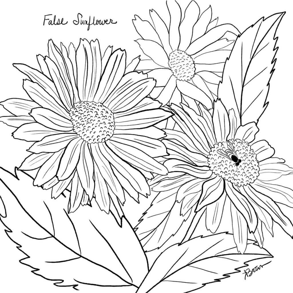 False Sunflower